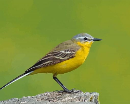 Western Yellow Wagtail Paint By Numbers