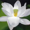 White Lotus Paint By Numbers