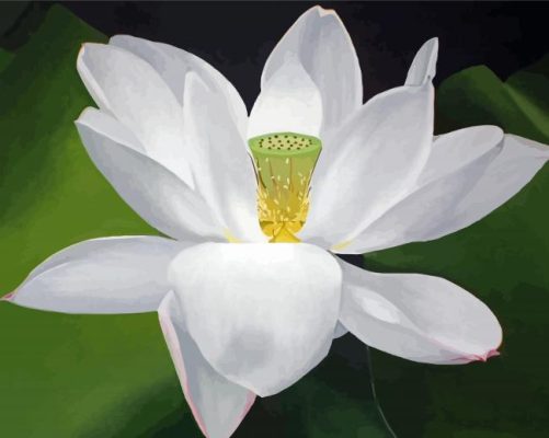 White Lotus Paint By Numbers