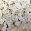 White Hydrangea Paint By Numbers