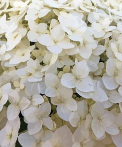 White Hydrangea Paint By Numbers