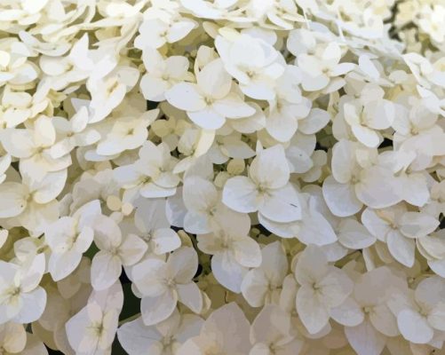 White Hydrangea Paint By Numbers