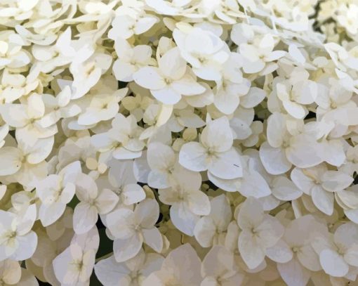 White Hydrangea Paint By Numbers