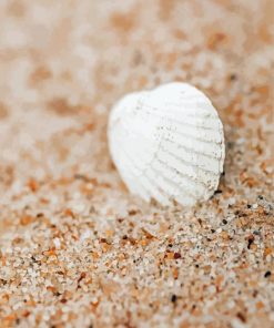 White Shell On Sand Paint By Numbers