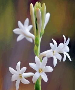 White Tuberose Paint By Numbers