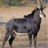 Wild Sable Antelope Paint By Numbers