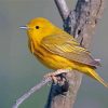 Yellow Warbler Bird Paint By Numbers