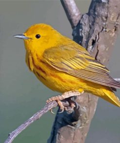 Yellow Warbler Bird Paint By Numbers