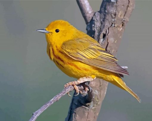 Yellow Warbler Bird Paint By Numbers