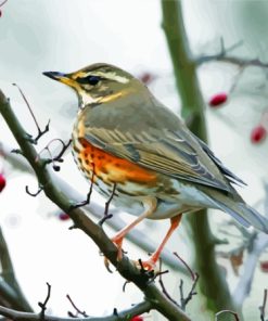 Aesthetic Redwing Bird Paint By Numbers