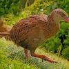 Aesthetic Weka Bird Paint By Numbers