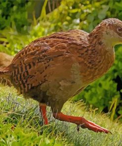 Aesthetic Weka Bird Paint By Numbers