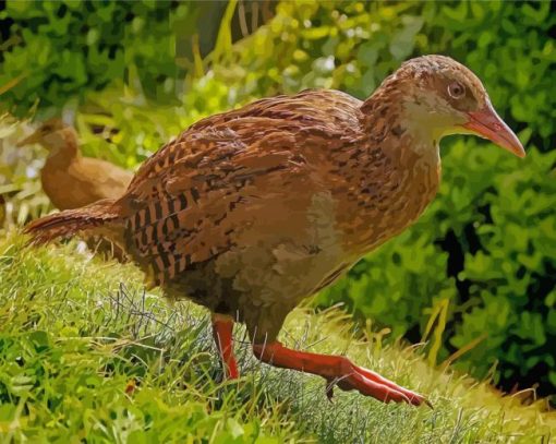 Aesthetic Weka Bird Paint By Numbers