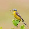 Aesthetic Western Yellow Wagtail Paint By Numbers