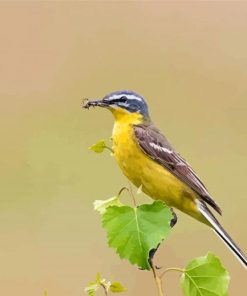 Aesthetic Western Yellow Wagtail Paint By Numbers