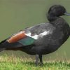 Black Paradise Shelduck Paint By Numbers