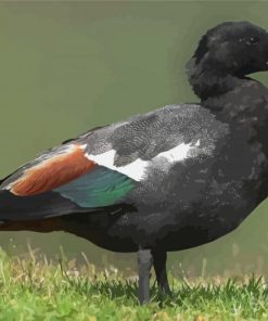 Black Paradise Shelduck Paint By Numbers