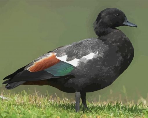 Black Paradise Shelduck Paint By Numbers