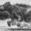 Black And White Bear Running In Water Paint By Numbers