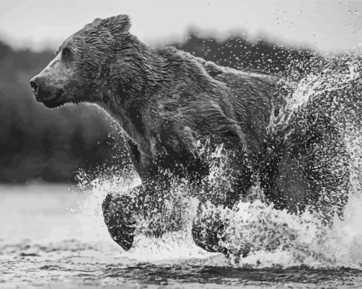 Black And White Bear Running In Water Paint By Numbers