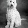 Black And White Goldendoodle Paint By Numbers