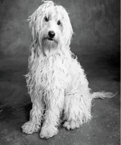 Black And White Goldendoodle Paint By Numbers