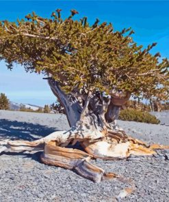 Bristlecone Pine National Park Paint By Numbers