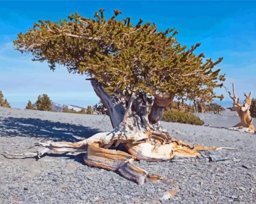 Bristlecone Pine National Park Paint By Numbers