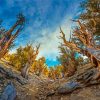 Bristlecone Pine Trees Paint By Numbers