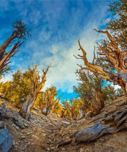 Bristlecone Pine Trees Paint By Numbers