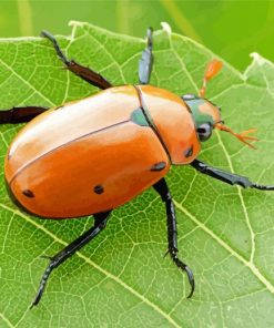 Brown Christmas Beetle Paint By Numbers