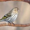 Cool Eurasian Siskin Paint By Numbers