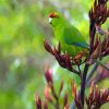 Cool Red Crowned Parakeet Bird Paint By Numbers