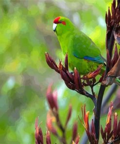 Cool Red Crowned Parakeet Bird Paint By Numbers