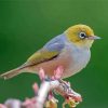 Cool Silvereye Paint By Numbers