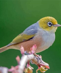 Cool Silvereye Paint By Numbers