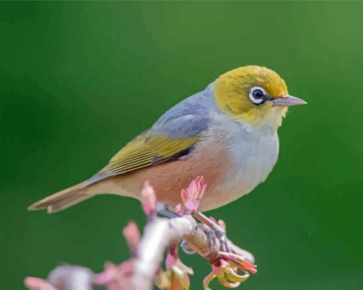 Cool Silvereye Paint By Numbers