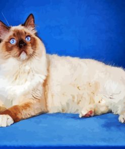 Cool Ragdoll Cat Paint By Number