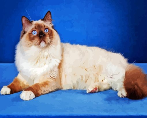 Cool Ragdoll Cat Paint By Number