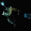 Deep Sea Anglerfish Paint By Numbers