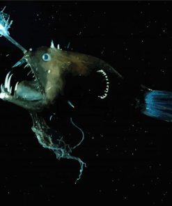 Deep Sea Anglerfish Paint By Numbers