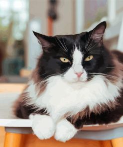 Fluffy Cat On Chair Paint By Numbers