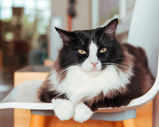 Fluffy Cat On Chair Paint By Numbers