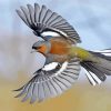 Flying Chaffinch Bird Paint By Numbers