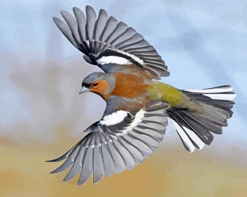 Flying Chaffinch Bird Paint By Numbers