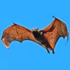 Giant Golden Crowned Flying Fox Paint By Numbers