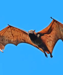 Giant Golden Crowned Flying Fox Paint By Numbers