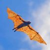 Giant Golden Crowned Flying Fox In A Flight Paint By Numbers