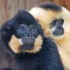 Gibbons Monkeys Paint By Numbers