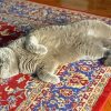 Grey Cat On Persian Rug Paint By Numbers